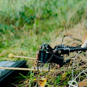 mushrooms playing music